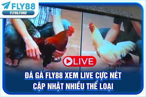 Đá Gà Fly88 | Xem Live Cực Nét, Cập Nhật Nhiều Thể Loại