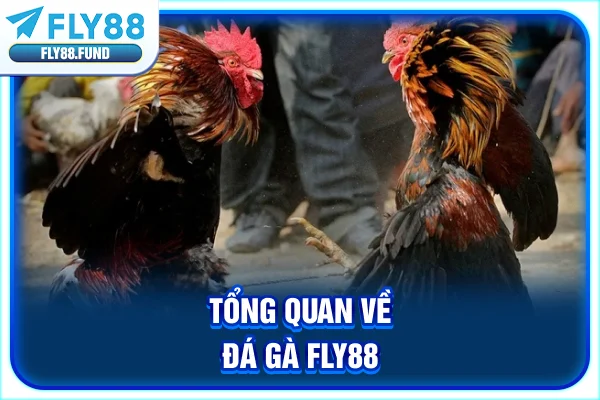 Tổng quan về đá gà Fly88 Tổng quan về đá gà Fly88