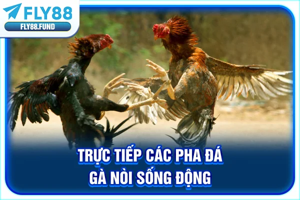 Trực tiếp các pha đá gà nòi sống động Trực tiếp các pha đá gà nòi sống động