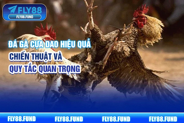 Đá Gà Cựa Dao Hiệu Quả - Chiến Thuật Và Quy Tắc Quan Trọng