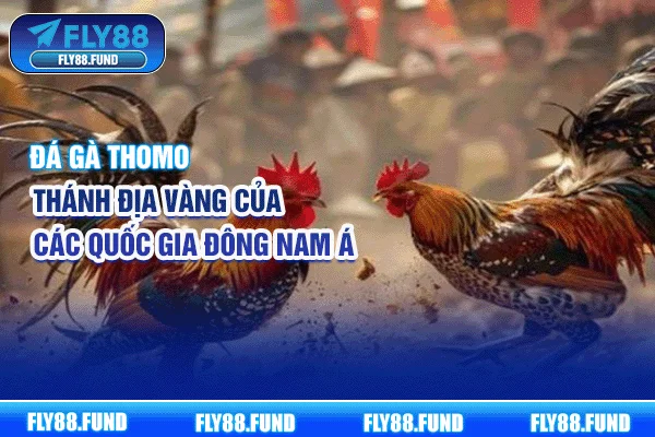 Đá Gà Thomo - Thánh Địa Vàng Của Các Quốc Gia Đông Nam Á