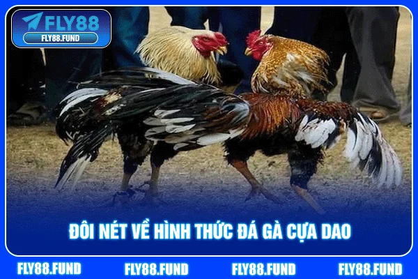 Đôi nét về hình thức đá gà cựa dao Đôi nét về hình thức đá gà cựa dao