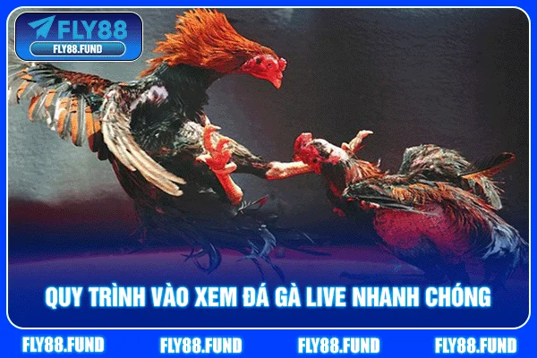 Quy trình vào xem đá gà live nhanh chóng Quy trình vào xem đá gà live nhanh chóng