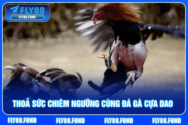 Thoả sức chiêm ngưỡng cùng đá gà cựa dao Thoả sức chiêm ngưỡng cùng đá gà cựa dao