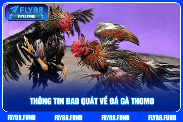 Thông tin bao quát về đá gà Thomo Thông tin bao quát về đá gà Thomo