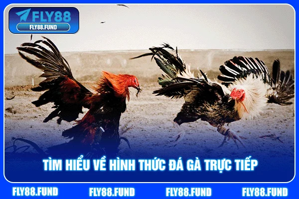 Tìm hiểu về hình thức đá gà trực tiếp Tìm hiểu về hình thức đá gà trực tiếp