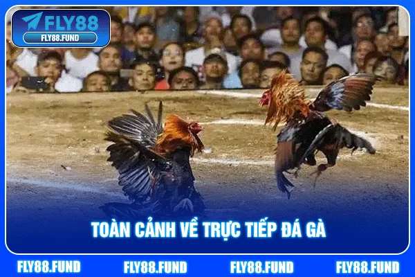 Toàn cảnh về trực tiếp đá gà Toàn cảnh về trực tiếp đá gà