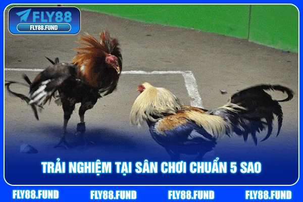 Trải nghiệm tại sân chơi chuẩn 5 sao Trải nghiệm tại sân chơi chuẩn 5 sao